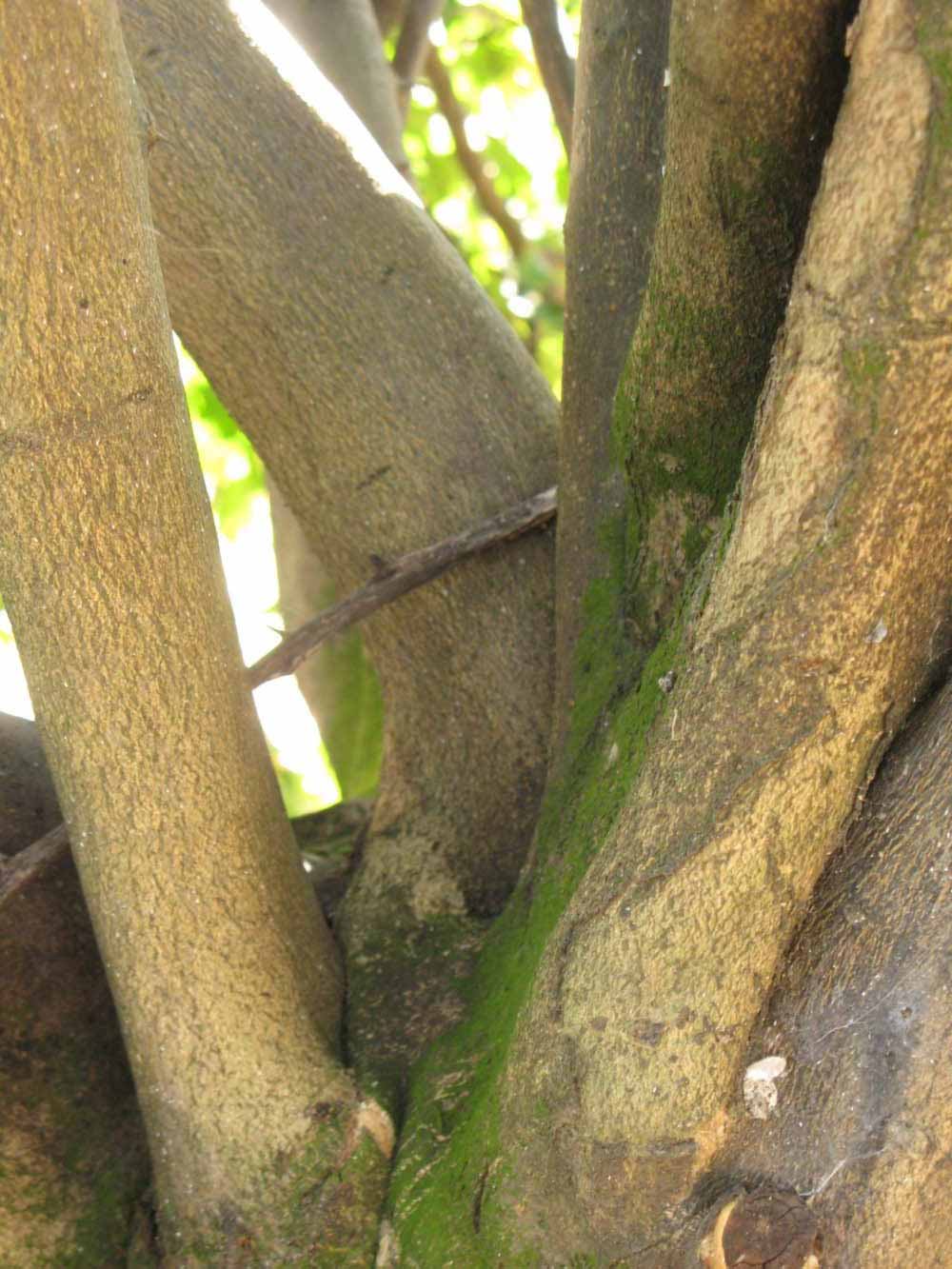            Bark (Bearss, Winter Haven, FL)   